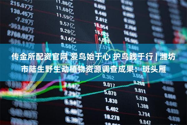 传金所配资官网 爱鸟始于心 护鸟践于行 | 潍坊市陆生野生动植物资源调查成果：斑头雁